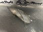 Intermitente delantero derecho PORSCHE CAYENNE 955 7L5949102